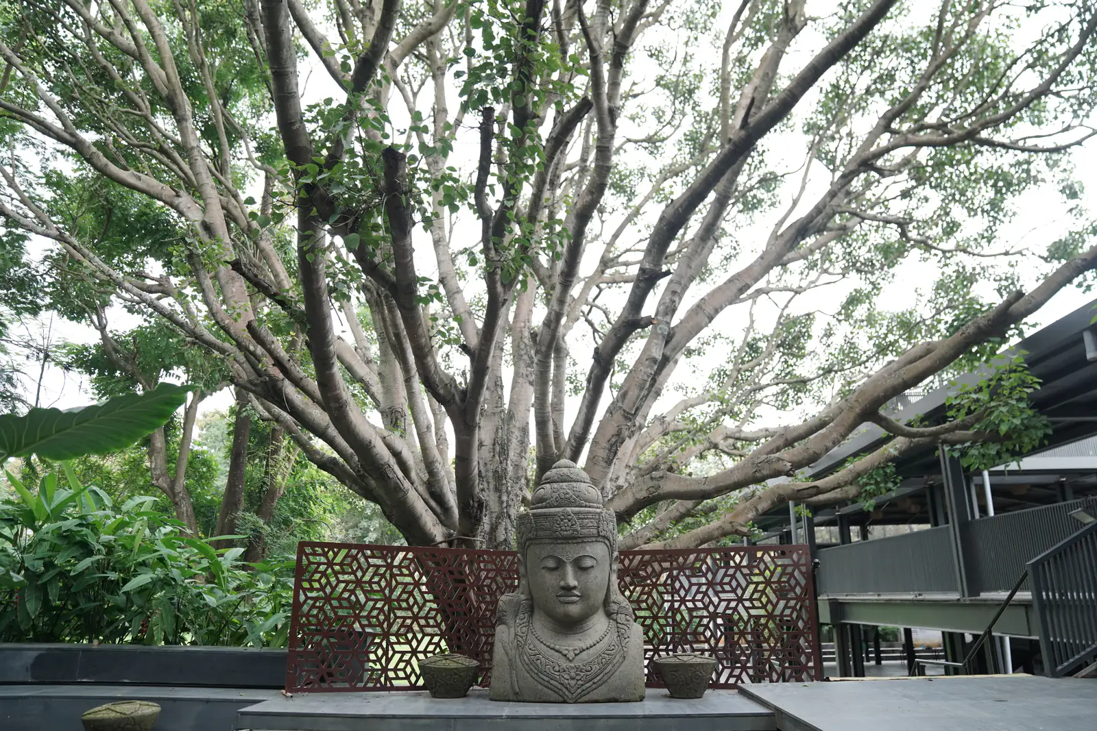 Buddha tree on the grounds